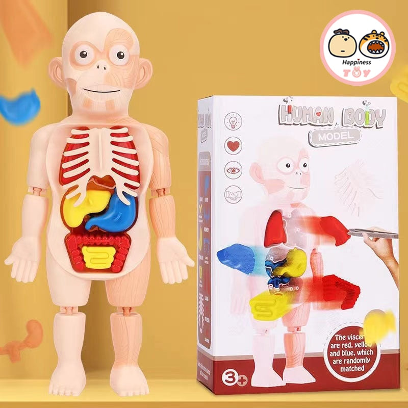 Kids' DIY Human Organ Model.
